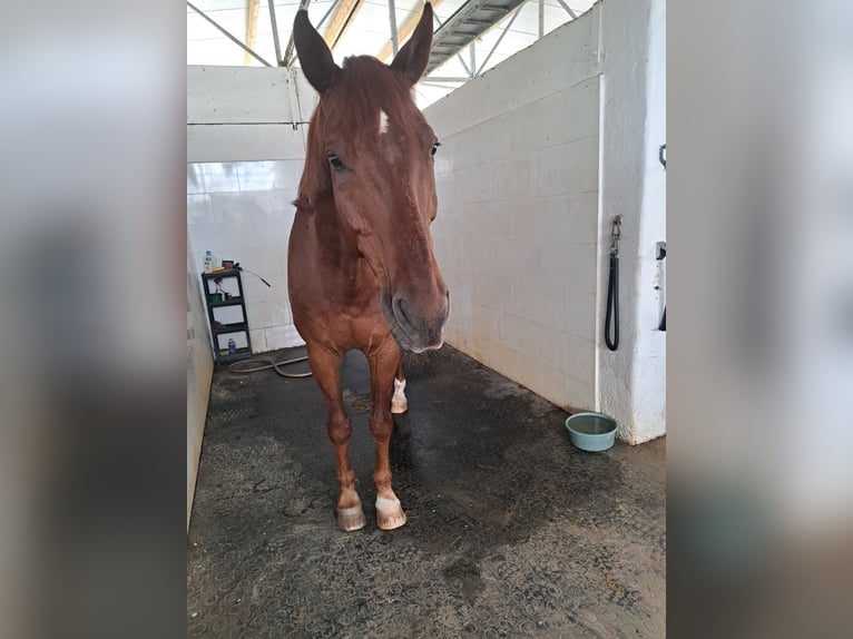 Oldenburg Mix Castrone 16 Anni 174 cm  in Wolkersdorf