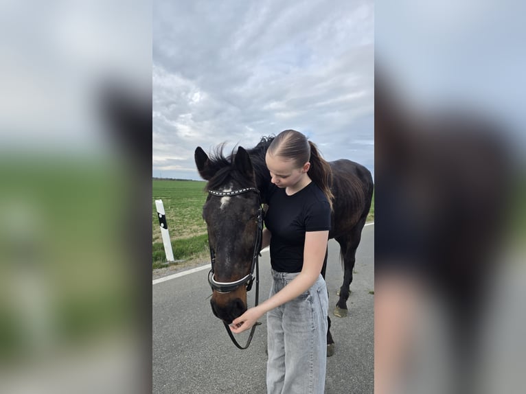 Oldenburg Castrone 16 Anni 175 cm Baio in Tegau