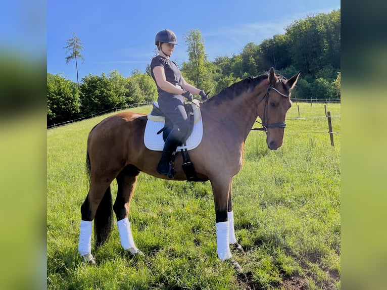 Oldenburg Castrone 16 Anni 176 cm Baio in Hitz