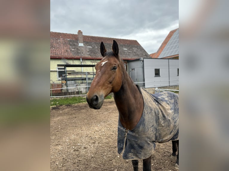 Oldenburg Castrone 16 Anni 178 cm Baio in Ornbau