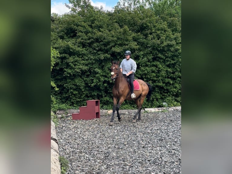 Oldenburg Castrone 16 Anni 178 cm Baio in Ornbau