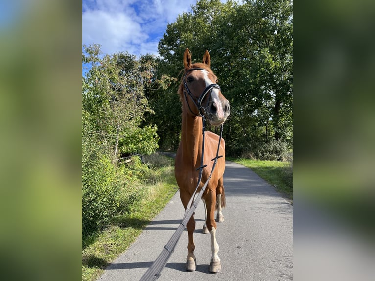 Oldenburg Castrone 16 Anni 185 cm Sauro in Ritterhude