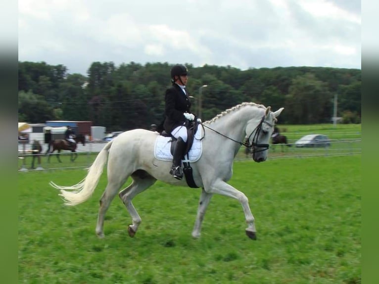 Oldenburg Castrone 16 Anni Grigio in Overpelt