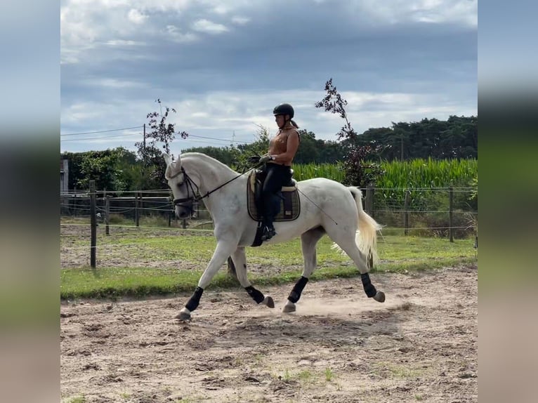 Oldenburg Castrone 16 Anni Grigio in Overpelt