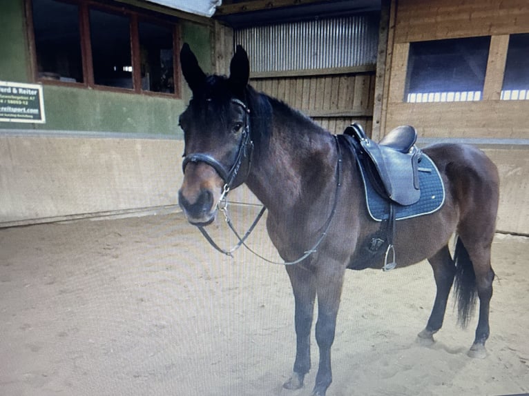 Oldenburg Castrone 17 Anni 164 cm Baio in Obergünzburg
