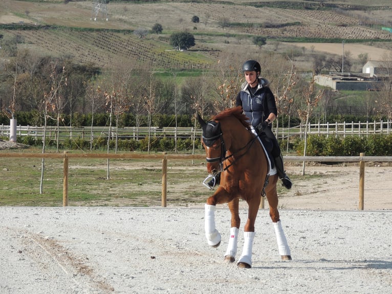 Oldenburg Castrone 17 Anni 172 cm Sauro in TORRELAGUNA