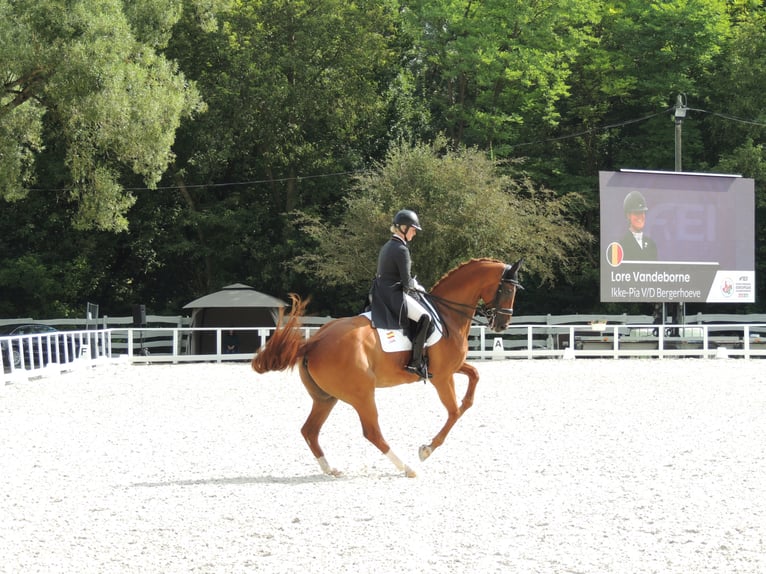 Oldenburg Castrone 17 Anni 172 cm Sauro in TORRELAGUNA