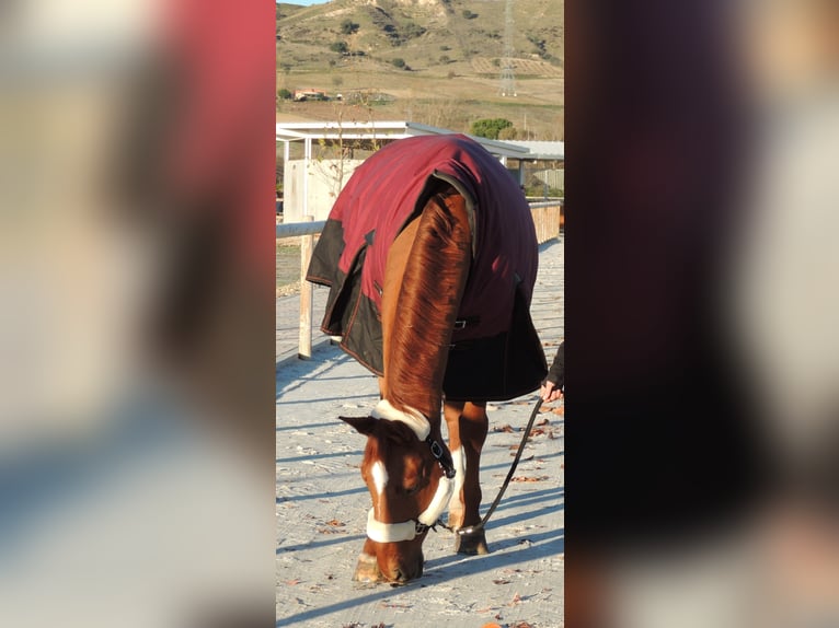 Oldenburg Castrone 17 Anni 172 cm Sauro in TORRELAGUNA