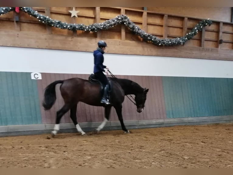 Oldenburg Castrone 17 Anni 176 cm Baio scuro in Kuhlen-Wendorf