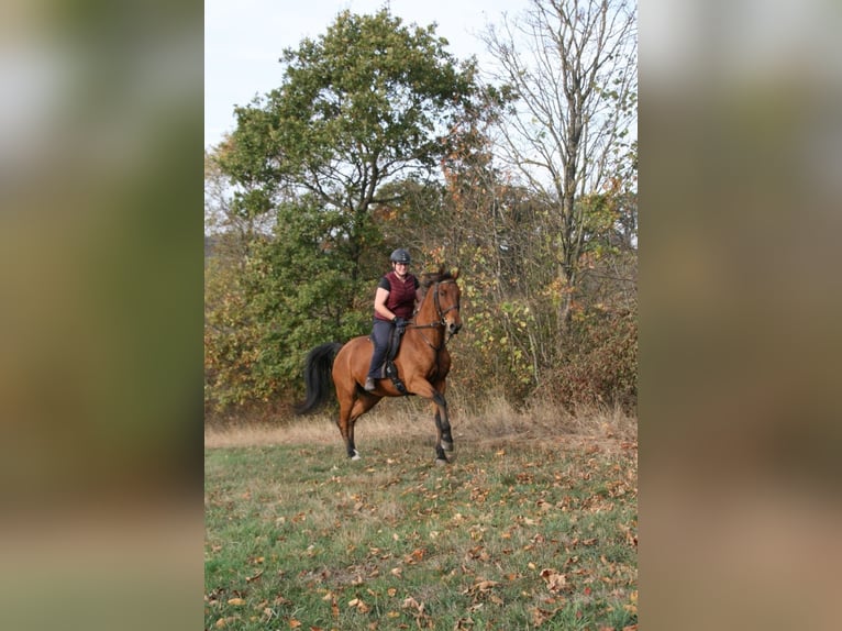 Oldenburg Castrone 18 Anni 167 cm Baio chiaro in Berndorf