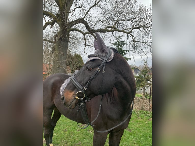 Oldenburg Castrone 18 Anni 171 cm Baio nero in Herne