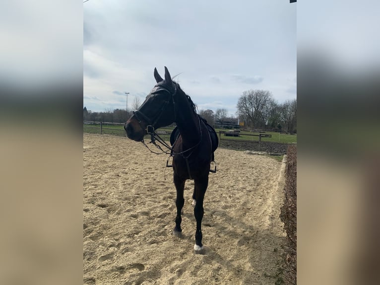 Oldenburg Castrone 18 Anni 171 cm Baio nero in Herne