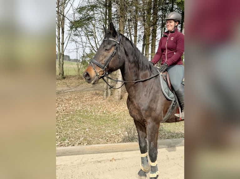 Oldenburg Castrone 18 Anni 174 cm Baio scuro in Pelmberg
