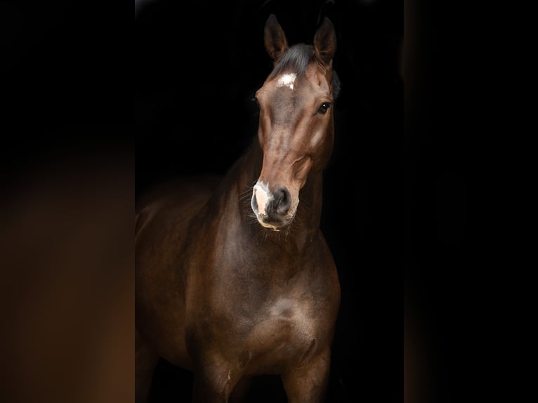 Oldenburg Castrone 18 Anni 176 cm Baio scuro in Kuhlen-Wendorf