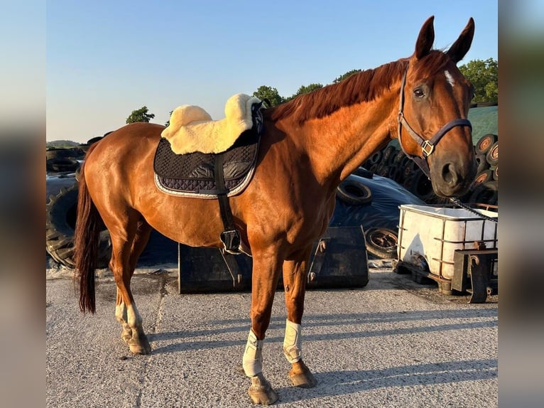 Oldenburg Castrone 19 Anni 174 cm Sauro in Großheide Berumerfehn