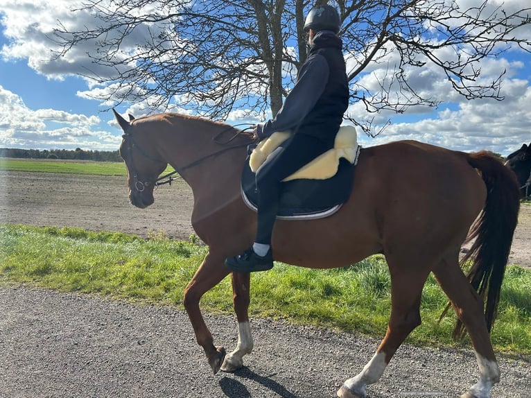 Oldenburg Castrone 19 Anni 174 cm Sauro in Großheide Berumerfehn