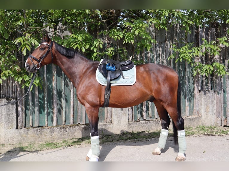 Oldenburg Castrone 19 Anni 175 cm Baio in Hausmening