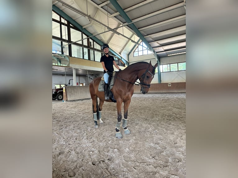 Oldenburg Castrone 19 Anni 180 cm Baio in Griesheim