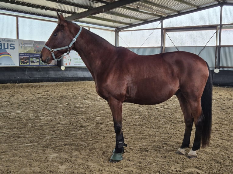Oldenburg Castrone 20 Anni 169 cm Baio in Bassum