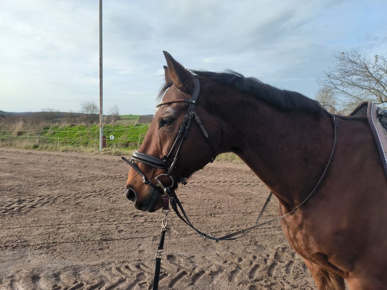 Oldenburg Castrone 23 Anni 169 cm Baio in Königsberg in Bayern