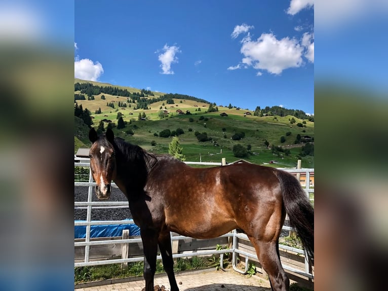 Oldenburg Castrone 24 Anni 173 cm Baio in Kirchberg SG