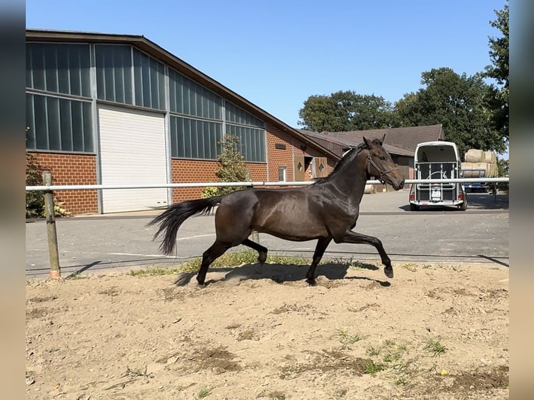 Oldenburg Castrone 2 Anni 158 cm Baio scuro in Gehrde