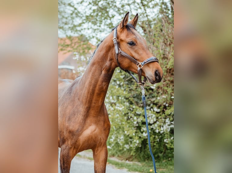 Oldenburg Castrone 2 Anni 165 cm Baio in Uplengen