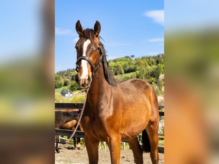 Oldenburg Castrone 2 Anni 168 cm Baio ciliegia in Krasne-Lasocice