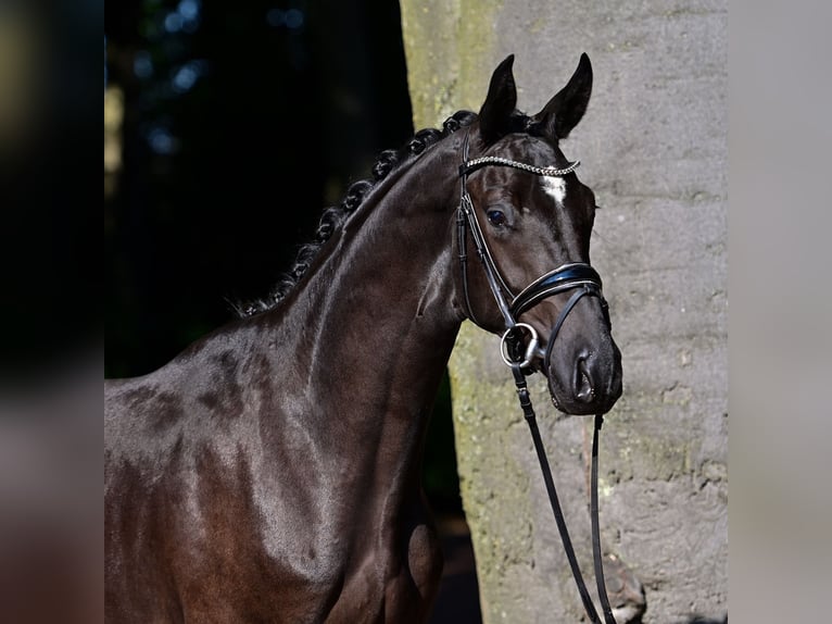 Oldenburg Castrone 2 Anni 168 cm Morello in Steinfeld (Oldenburg)