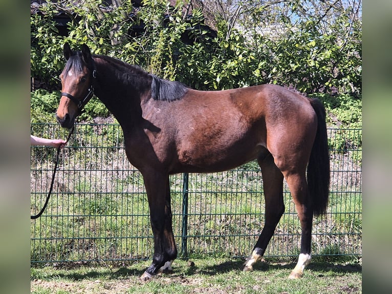 Oldenburg Castrone 2 Anni 169 cm Baio scuro in Drentwede