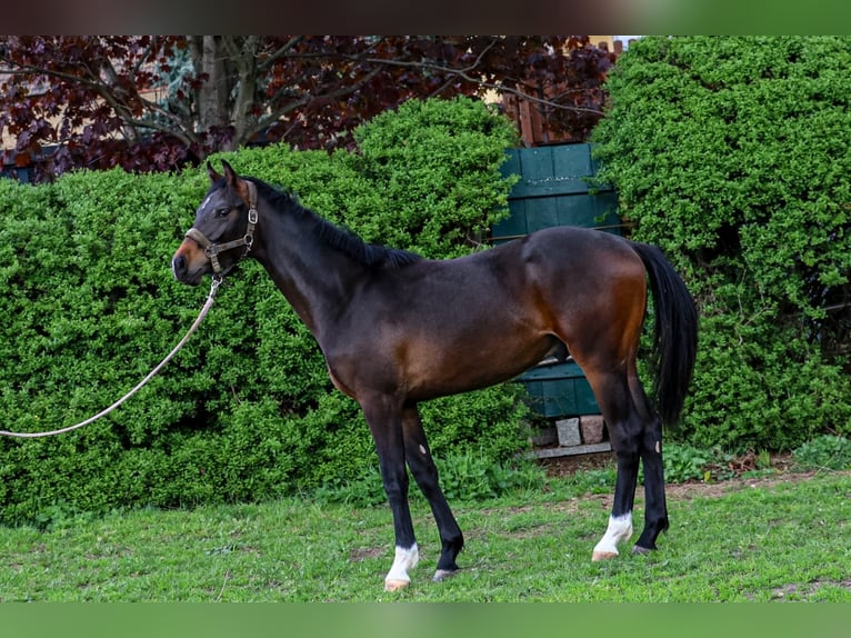 Oldenburg Castrone 2 Anni 170 cm Baio nero in Glaubitz