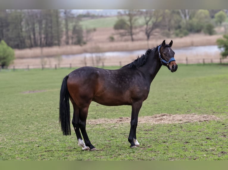 Oldenburg Castrone 2 Anni 170 cm Baio nero in Glaubitz