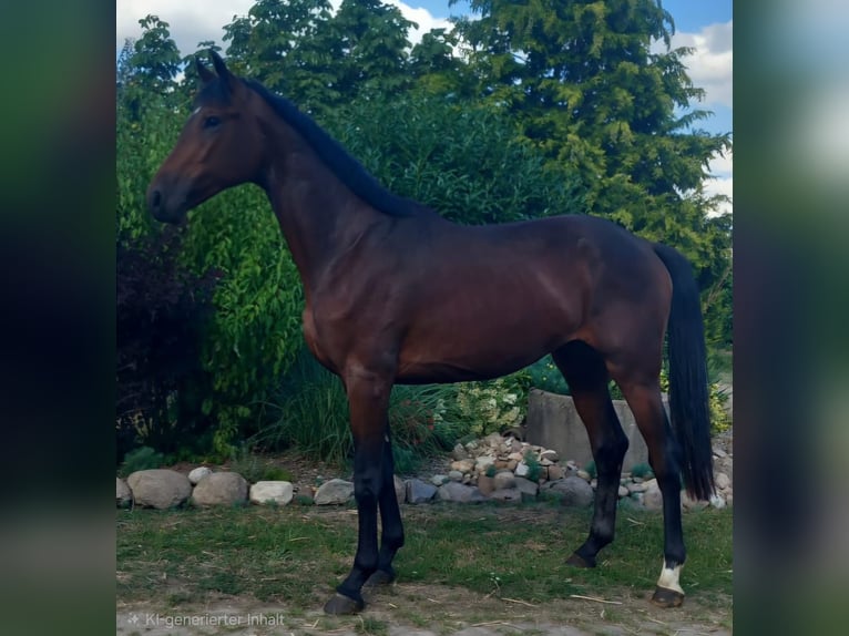 Oldenburg Castrone 2 Anni 170 cm Baio scuro in Mellinghausen
