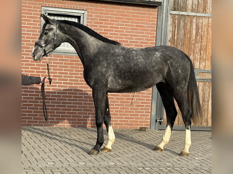 Oldenburg Castrone 2 Anni 170 cm Grigio in Zieuwent
