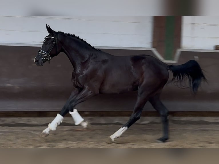 Oldenburg Castrone 2 Anni 170 cm Morello in Bramsche Oldenburg Castrone 2 Anni 170 cm Morello in Bramsche