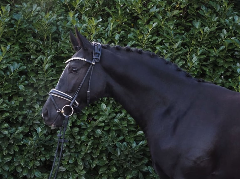 Oldenburg Castrone 2 Anni 170 cm Morello in Bramsche