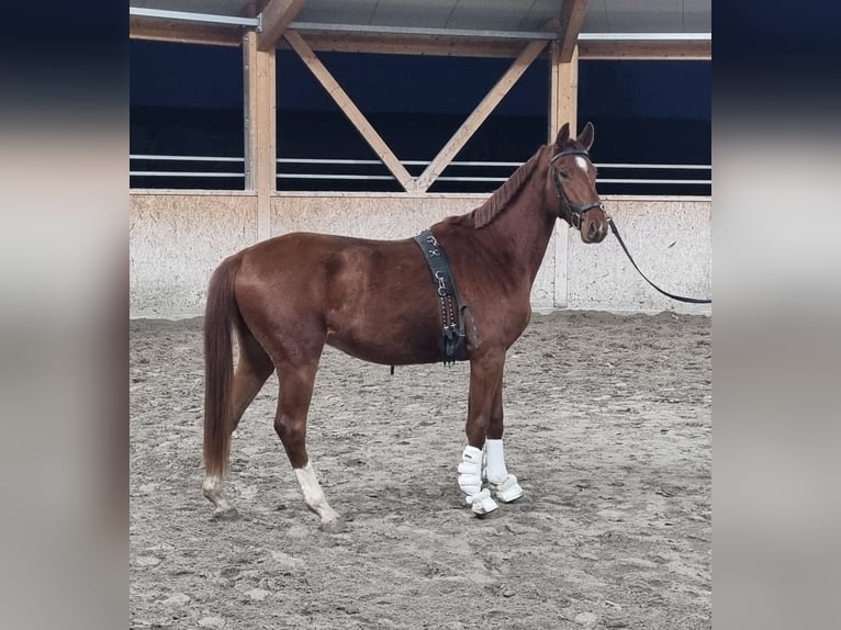 Oldenburg Castrone 2 Anni 170 cm Sauro in Neupotz