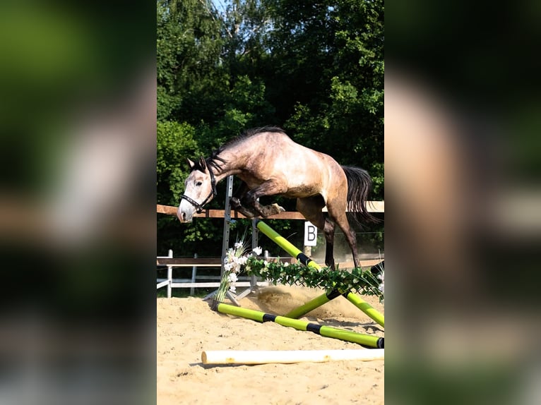Oldenburg Castrone 2 Anni 173 cm Grigio in Sadek