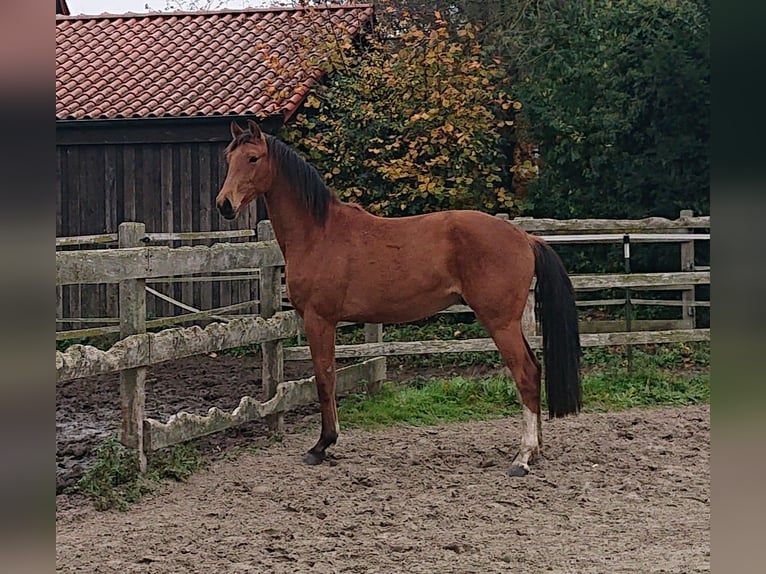 Oldenburg Castrone 2 Anni Baio in Damme