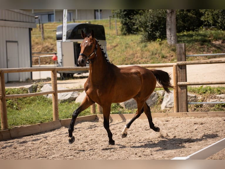 Oldenburg Castrone 2 Anni Baio in Steinbrunn-le-bas