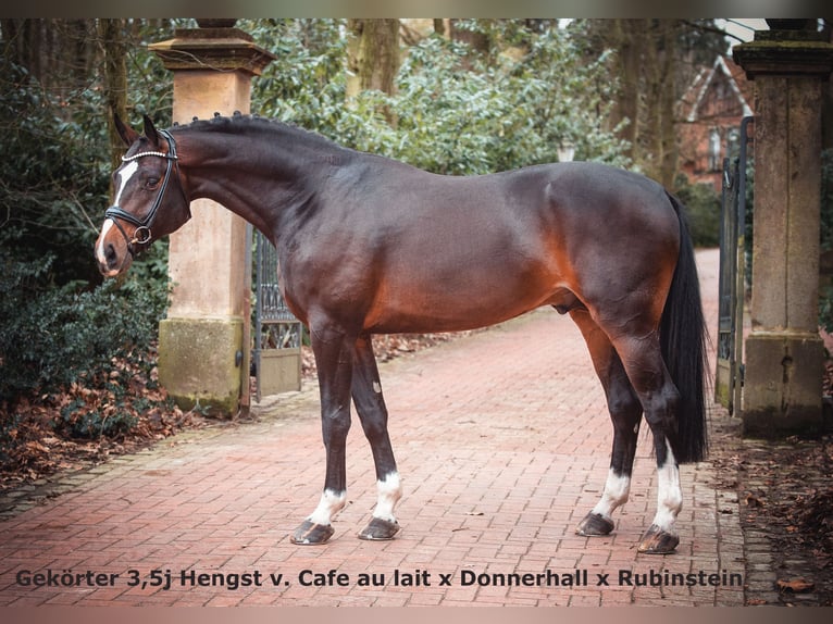 Oldenburg Castrone 2 Anni Morello in Bramsche