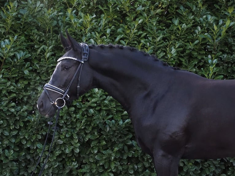 Oldenburg Castrone 2 Anni Morello in Bramsche