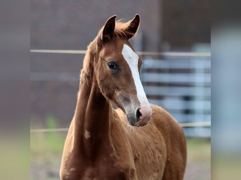 Oldenburg Castrone 2 Anni Sauro in Helferskirchen