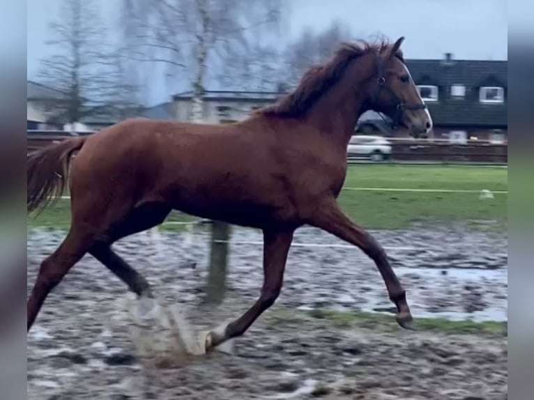 Oldenburg Castrone 2 Anni Sauro in Helferskirchen