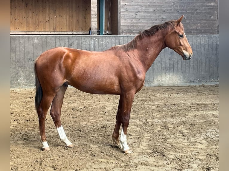 Oldenburg Castrone 2 Anni Sauro in Immenstedt