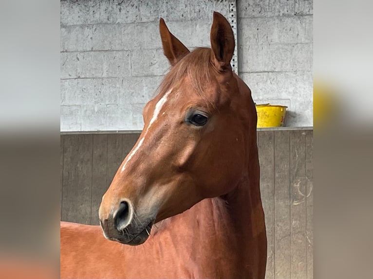 Oldenburg Castrone 2 Anni Sauro in Immenstedt