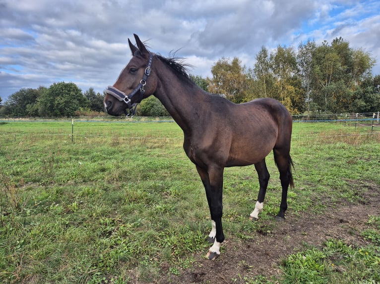 Oldenburg Castrone 3 Anni 160 cm Baio in Drachhausen