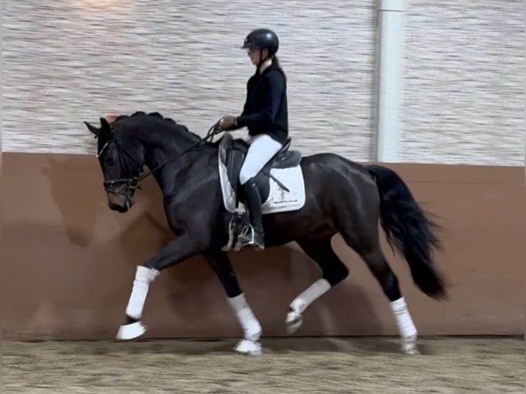 Oldenburg Castrone 3 Anni 163 cm Baio nero in Wehringen