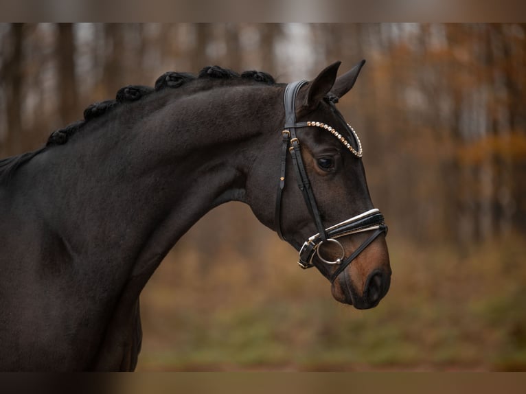 Oldenburg Castrone 3 Anni 163 cm Baio nero in Wehringen