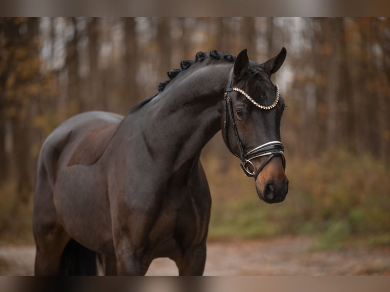 Oldenburg Castrone 3 Anni 163 cm Baio nero in Wehringen